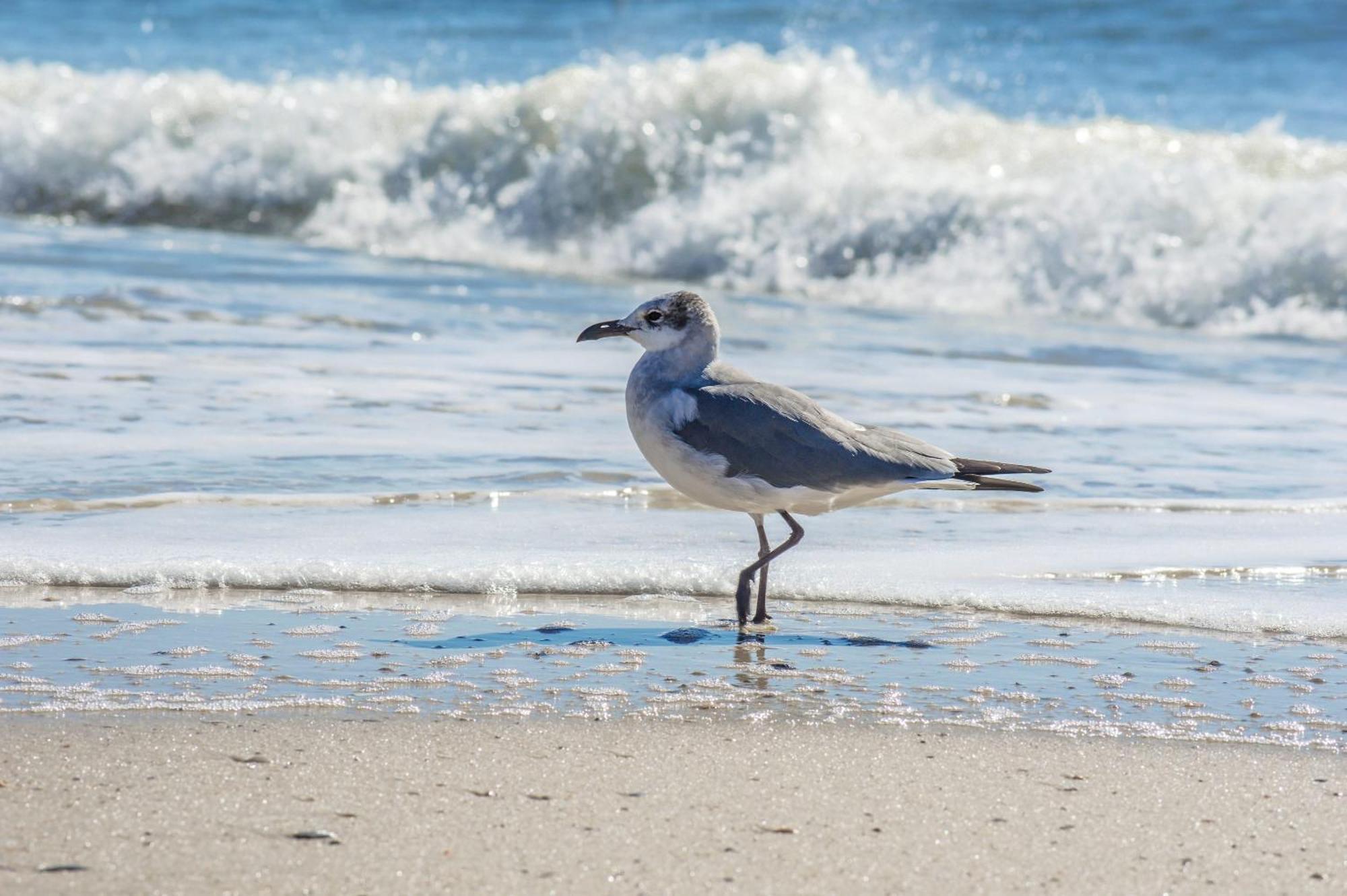 Beautiful 3 Bedroom Beachfront Condo Gulf Shores Kültér fotó